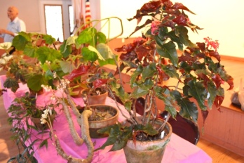 Various begonias on display