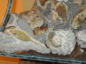 Fossilized shells from Florida. Just a small part of Margie F.'s fossil collection